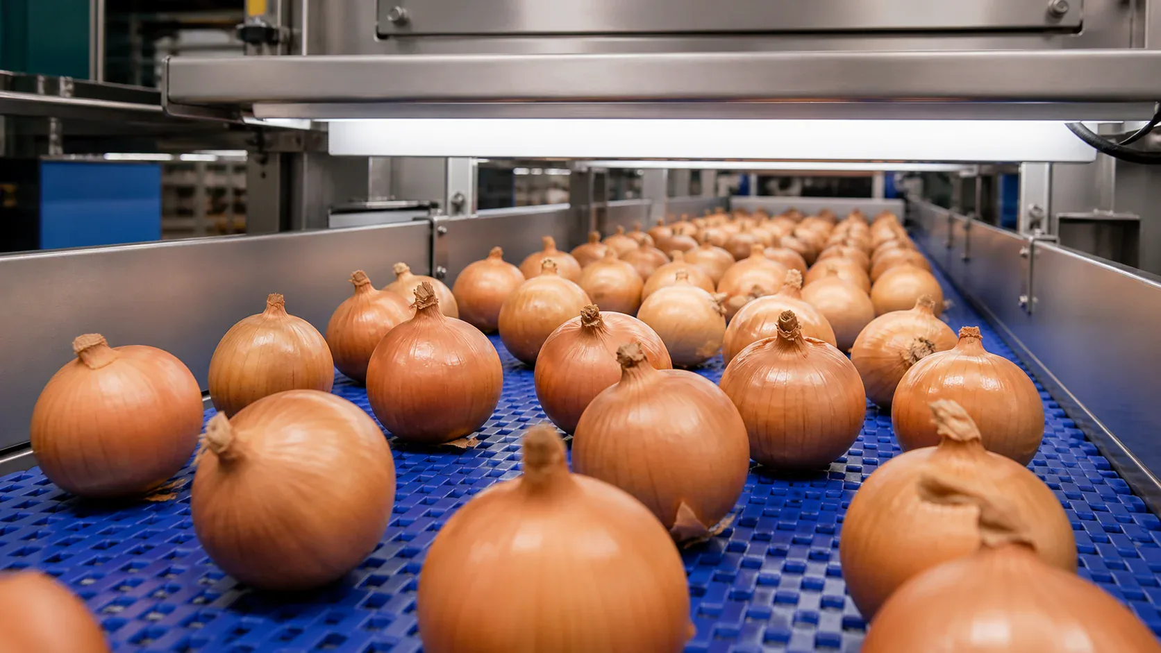 Onions handled in agricultural production